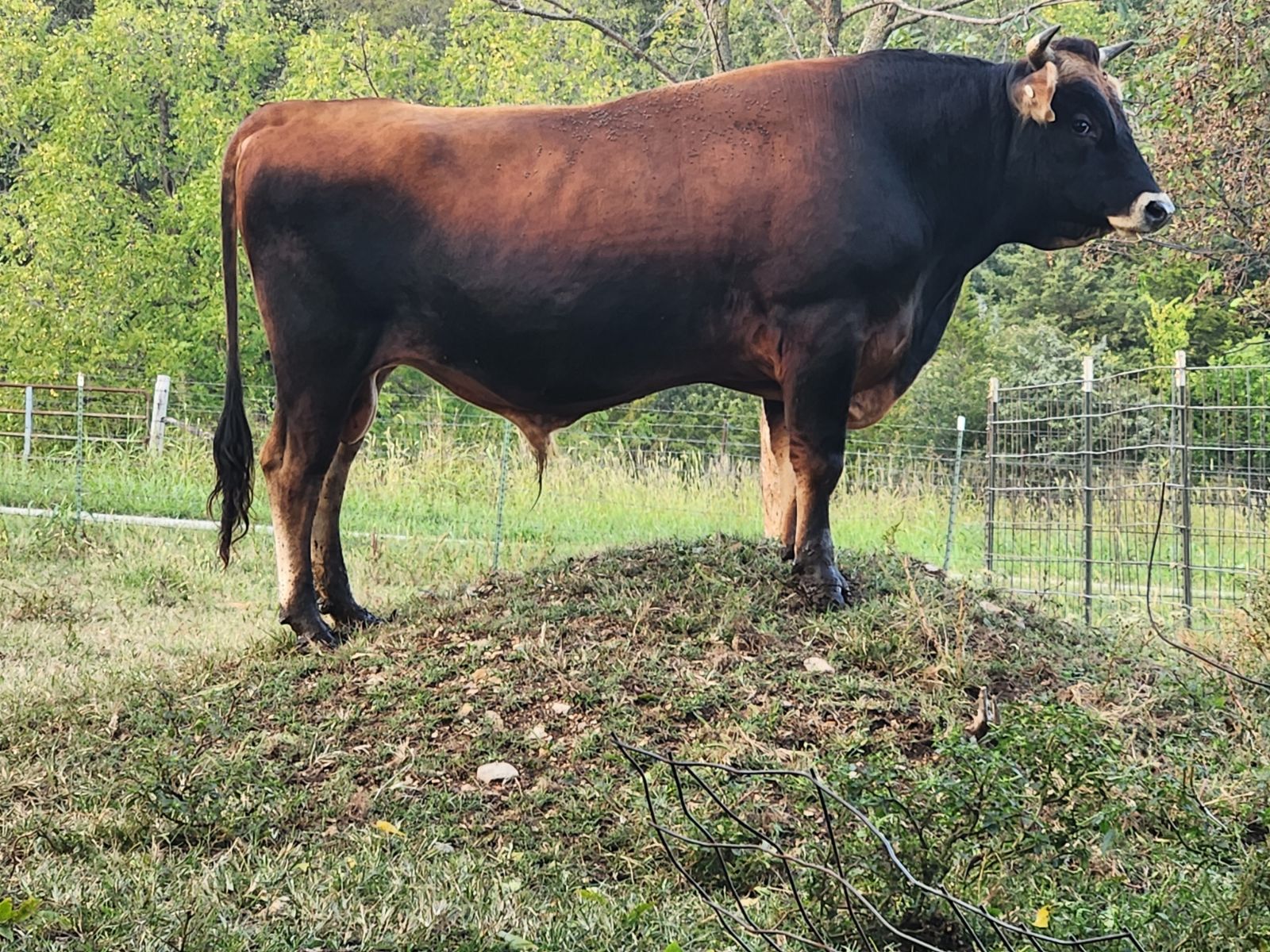 Jersey Cattle for sale - Professional Breeders/Closed Herd